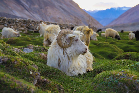 Changthangi goat with soft wool