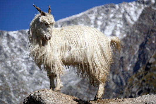 Everything You Need to Know About Pashmina Goats